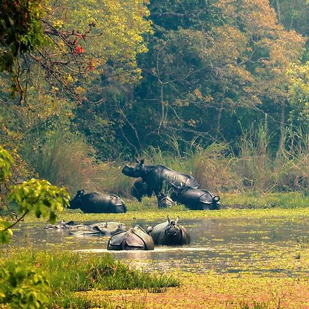 Chitwan Gaida Lodge - Animal Lovers & Birdwatchers Paradise Саураха Екстер'єр фото