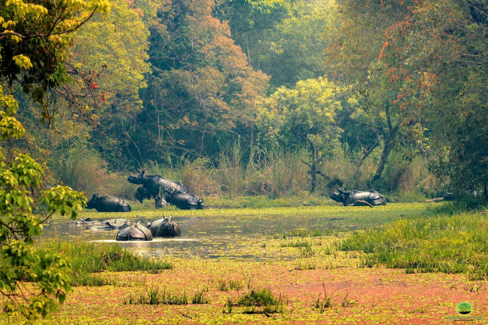 Chitwan Gaida Lodge - Animal Lovers & Birdwatchers Paradise Саураха Екстер'єр фото