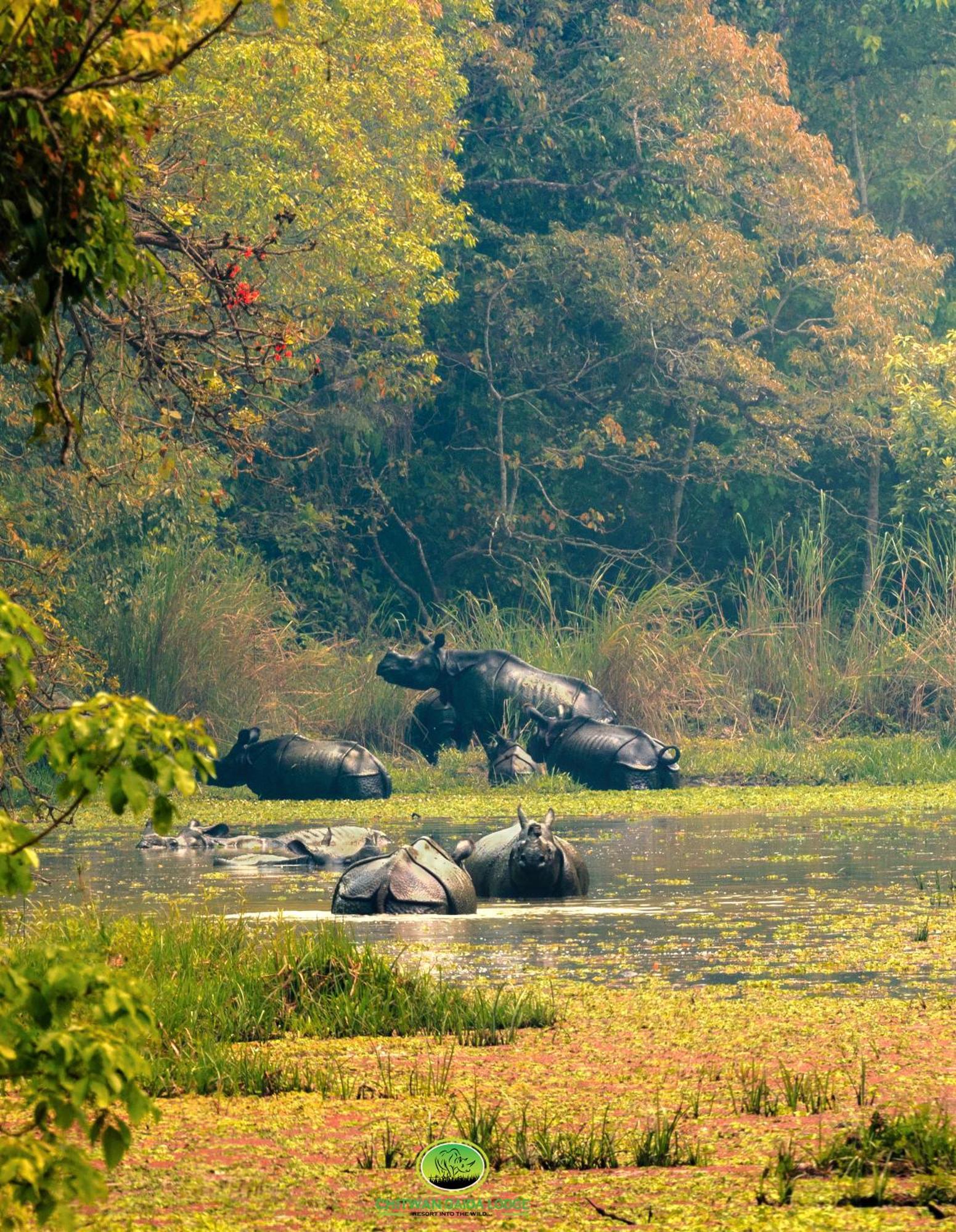 Chitwan Gaida Lodge - Animal Lovers & Birdwatchers Paradise Саураха Екстер'єр фото